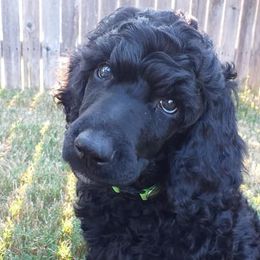 Poodle Puppies from Figz Poodles