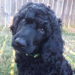 Poodle Puppies from Figz Poodles