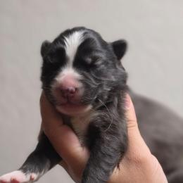 Power - Agouti and white female Siberian Husky puppy in Buckeye, Arizona from Anime Huskies