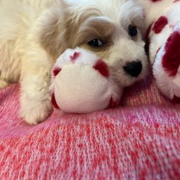 Dale - Blenheim Cavachon puppy in Hudson, Massachusetts from Lindsey's Waggingtails Cavachons