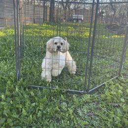 Cocker Spaniel Puppies from Orchard Spaniels