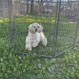 Cocker Spaniel Puppies from Orchard Spaniels