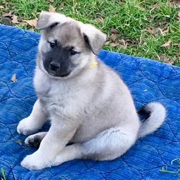 Norwegian Elkhounds from Sierra Wind Norwegian Elkhounds