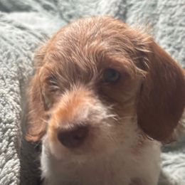 Tess - Piebald female Dachshund puppy in Argos, Indiana from TKO Doxies