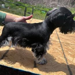 Black Jack - Miniature Schnauzer