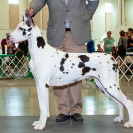 Great Danes from Woolf Spirit Danes