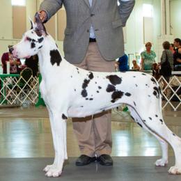 Great Danes from Woolf Spirit Danes