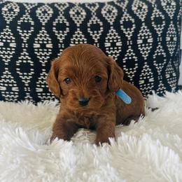 Oliver - Red male Cavapoo puppy in Malad City, Idaho from FreckledCowgirlPuppies
