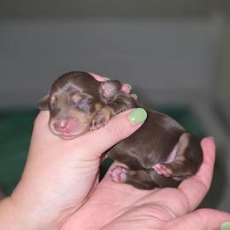 Boy 1 - Chocolate and cream male Dachshund puppy in Minden, Louisiana from Ironwood Creek