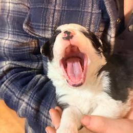 May - Black and white female Border Collie puppy in Lebanon, Oregon from Cahill’s Canines