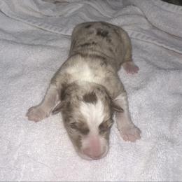 Red merle - White and red merle female Border Collie puppy in Henagar, Alabama from Ridge Kap Border Collies