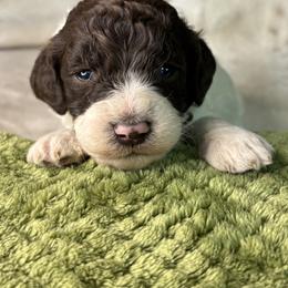 Black - Frozen - Parti female Goldendoodle puppy in Cleveland, Georgia from The O.G. Doodles