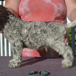 Teal Collar Boy - Brown roan male Lagotto Romagnolo puppy in Millbury, Massachusetts from RaceCity