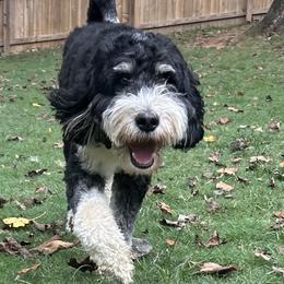 Elvis - Bernedoodle