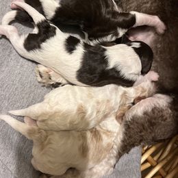 Puppy b - Blenheim male Cavapoo puppy in Pleasant Grove, Utah from Destination Doodles