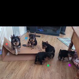 Yorkshire Terrier Puppies from Cantlon Yorkshire Terriers