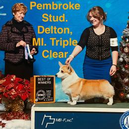 Cornelius - Pembroke Welsh Corgi