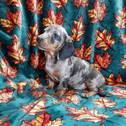 HERMIONE - BLUE DAPPLE - Dapple female Dachshund puppy in Swink, Oklahoma from Palali Farm