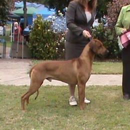 Trio - Rhodesian Ridgeback