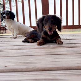 Jenny - Dachshund