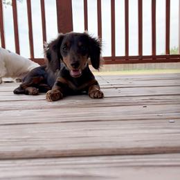 Jenny - Dachshund