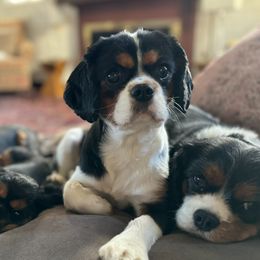Bean - Cavalier King Charles Spaniel