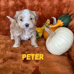 Peter (Lucky's Pumpkin Eater) - Red male Havanese puppy in Fielding, Utah from LUCKY HAVANESE