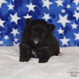Pomeranian Puppies from High Rocking Pom Poms