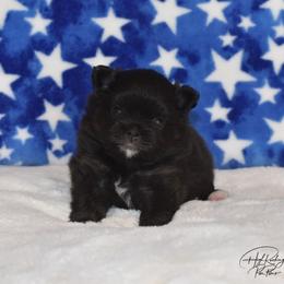 Pomeranian Puppies from High Rocking Pom Poms
