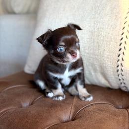 Astro - 4550 - Chocolate and tan male Chihuahua puppy in Beaumont, Texas from Down south pups