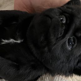 Pug Puppies from Purelypugs.love