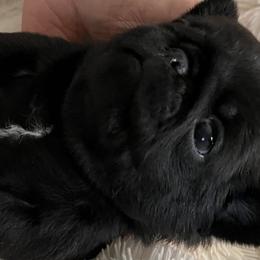 Pug Puppies from Purelypugs.love