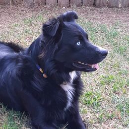 Kuma - Australian Shepherd