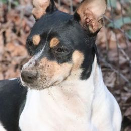 Teddy Roosevelt Terrier All Grown Up from Barnett’s Rambling Terriers