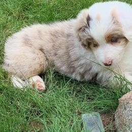 Australian Shepherd Puppies from Gypsy's Charm Australian Shepherds