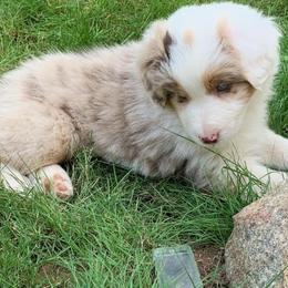 Australian Shepherd Puppies from Gypsy's Charm Australian Shepherds