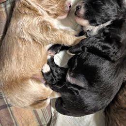 Aussiedoodle Puppies from Paisleys Doodles AK