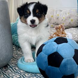 Bentley - Black tri-color male Australian Shepherd puppy in Kearney, Nebraska from Helix Aussies