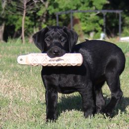 CHAMPION parents Blue - Black Labrador Retriever puppy in Meeker, Oklahoma from APEX Sport Dogs