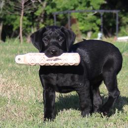 CHAMPION parents Blue - Black Labrador Retriever puppy in Meeker, Oklahoma from APEX Sport Dogs