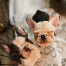 French Bulldog Puppies from For The Love of Frenchies