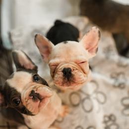 French Bulldog Puppies from For The Love of Frenchies