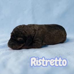 Ristretto - Sable male Poodle puppy in Ellenburg Center, New York from Kristin's Puppies
