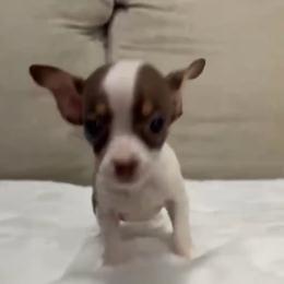 Miniture Delilah charting 3-4 lb 3300 - Chocolate and white female Chihuahua puppy in Las Vegas, Nevada from Made in Heaven Yorkshire Terrier Las Vegas