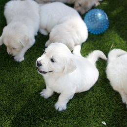 Golden Retriever Puppies from Dani’s Dawgs