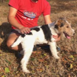 Wire Fox Terrier puppies from Lyndon Meadow Farm