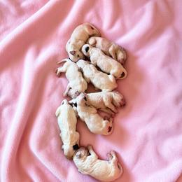 Blk long coat males - White and black male Dalmatian puppy in Sedalia, Missouri from Missouri Dalmatians