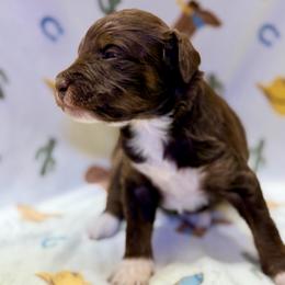 Girl3 - Red tri-color female Aussiedoodle puppy in Liberty, Texas from Poodles and Doodles Most Excellent Adventures