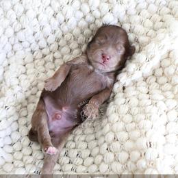 Wilfred - Merle male Cockapoo puppy in Savannah, Georgia from Vino and Vespa Doodles