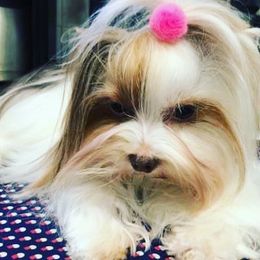 Angelina - Biewer Terrier